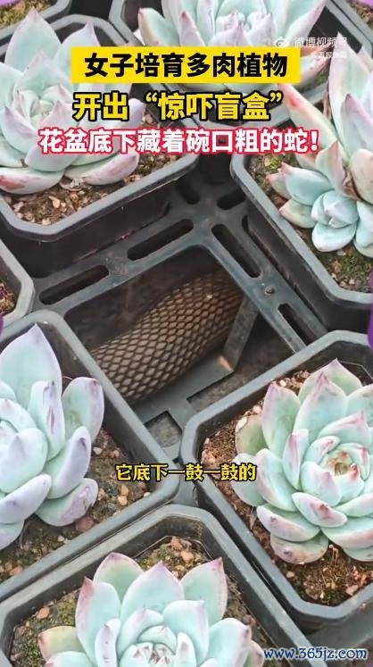 女子多肉盆下发现碗口粗蟒蛇